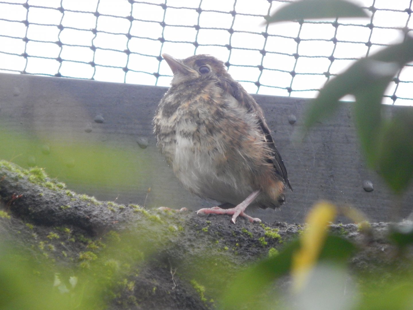 Islands - Indonesian Aviary - Chestnut-backed thrush? 181021