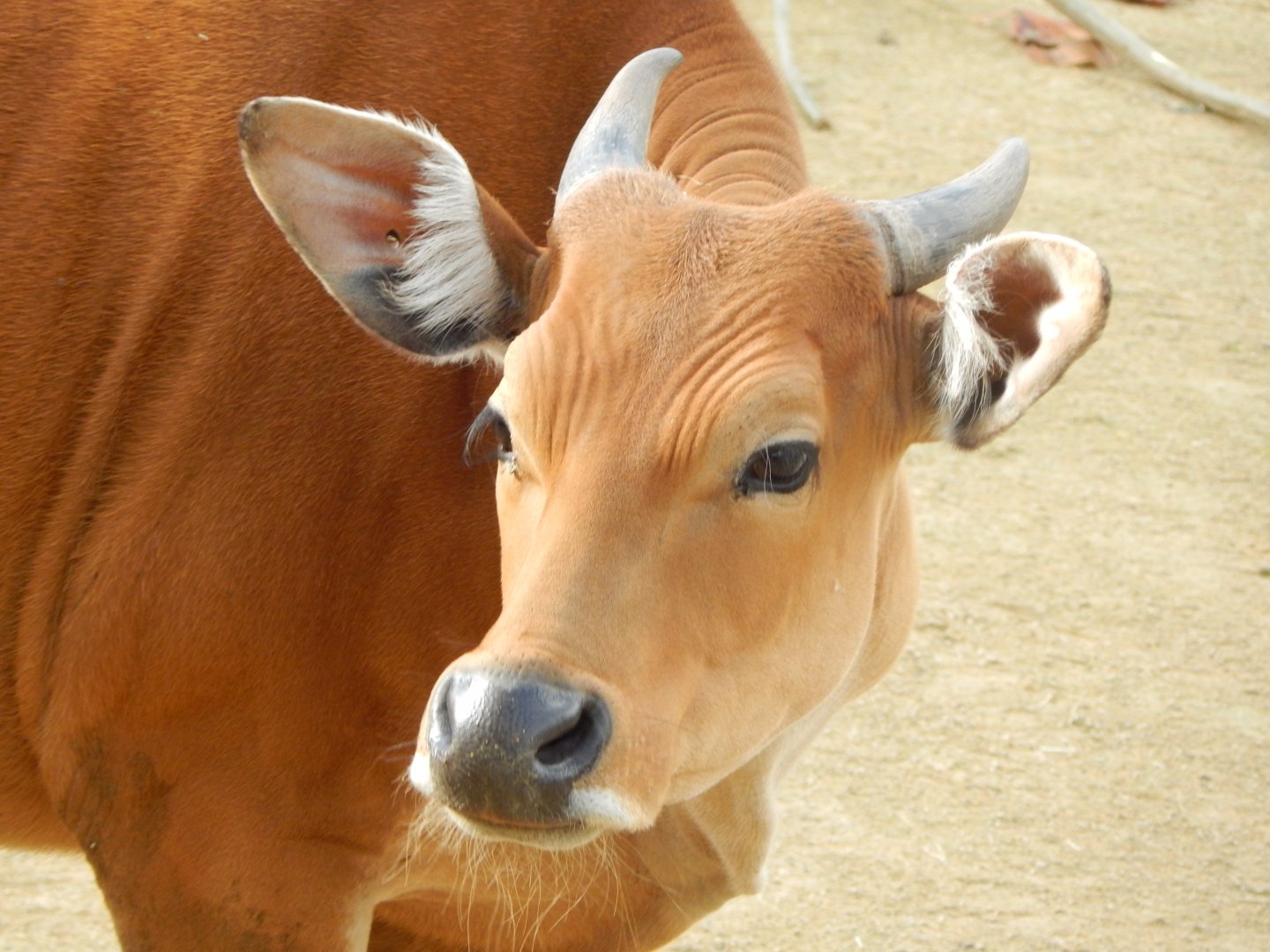 Islands - Javan banteng 071020