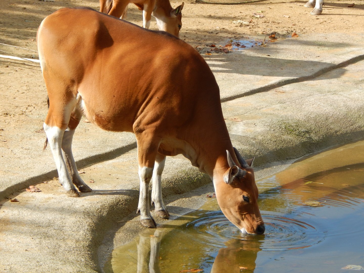 Islands - Javan banteng 071020