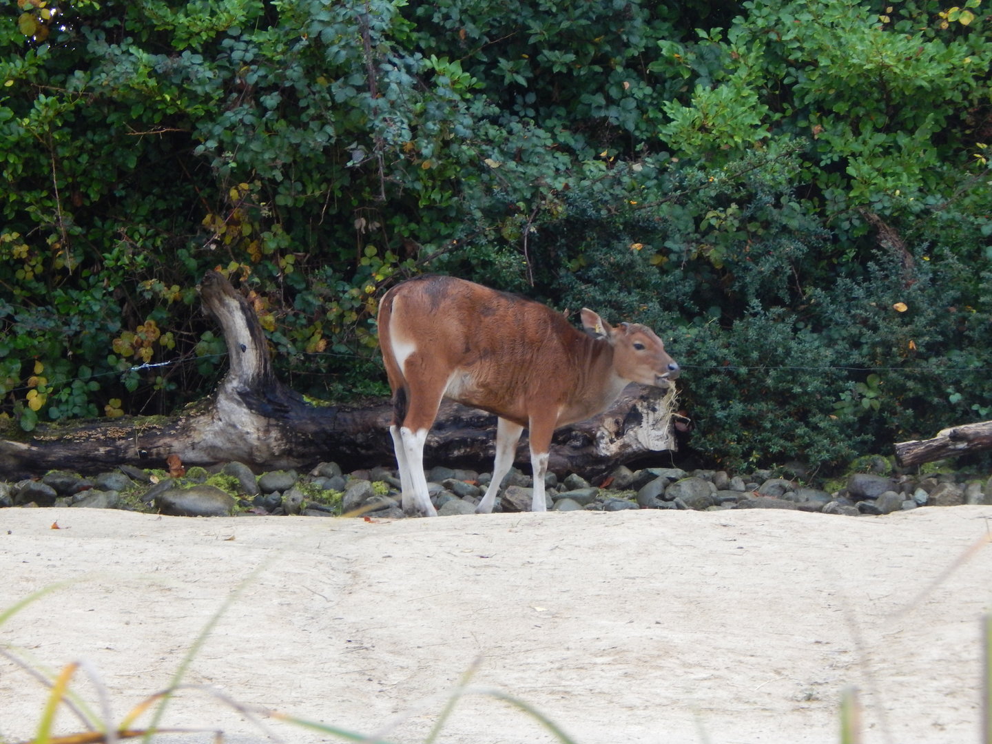 Islands - Javan banteng 221022