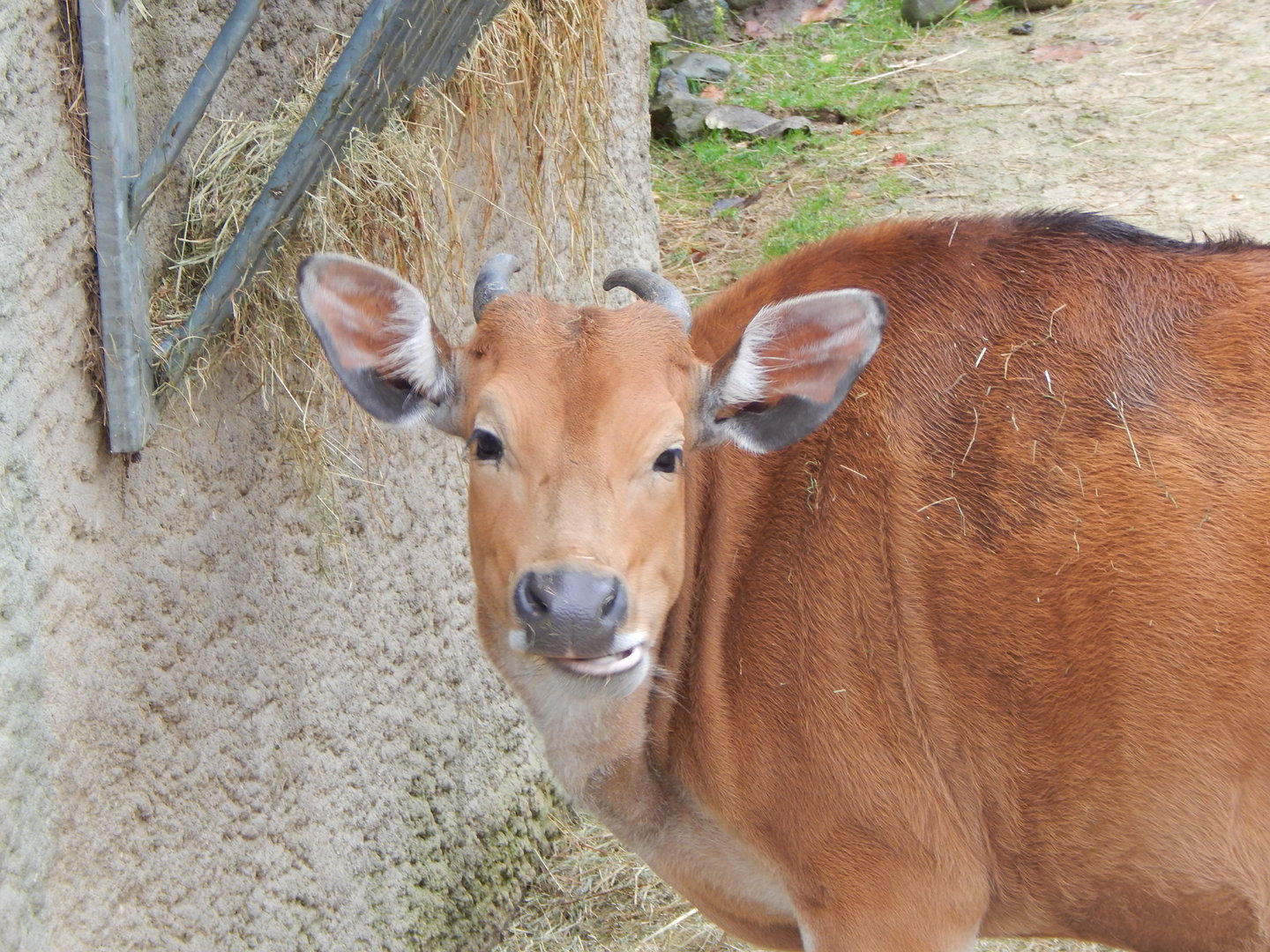 Islands - Javan banteng 221022