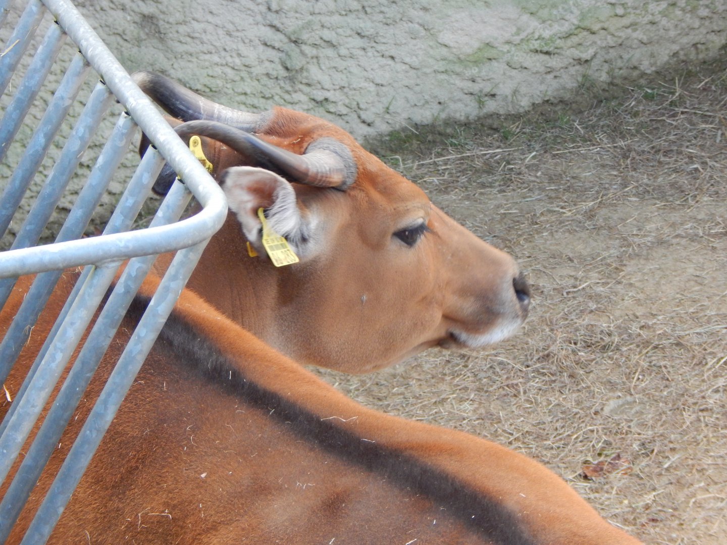 Islands - Javan banteng 241123