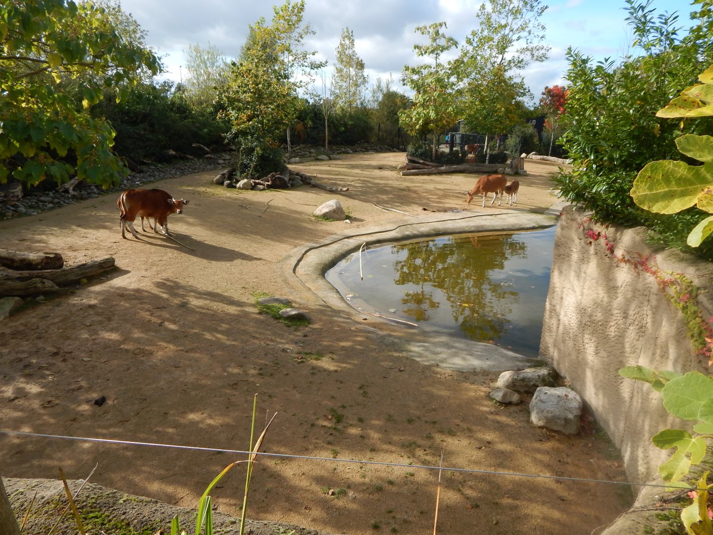 Islands - Javan banteng enclosure 071020