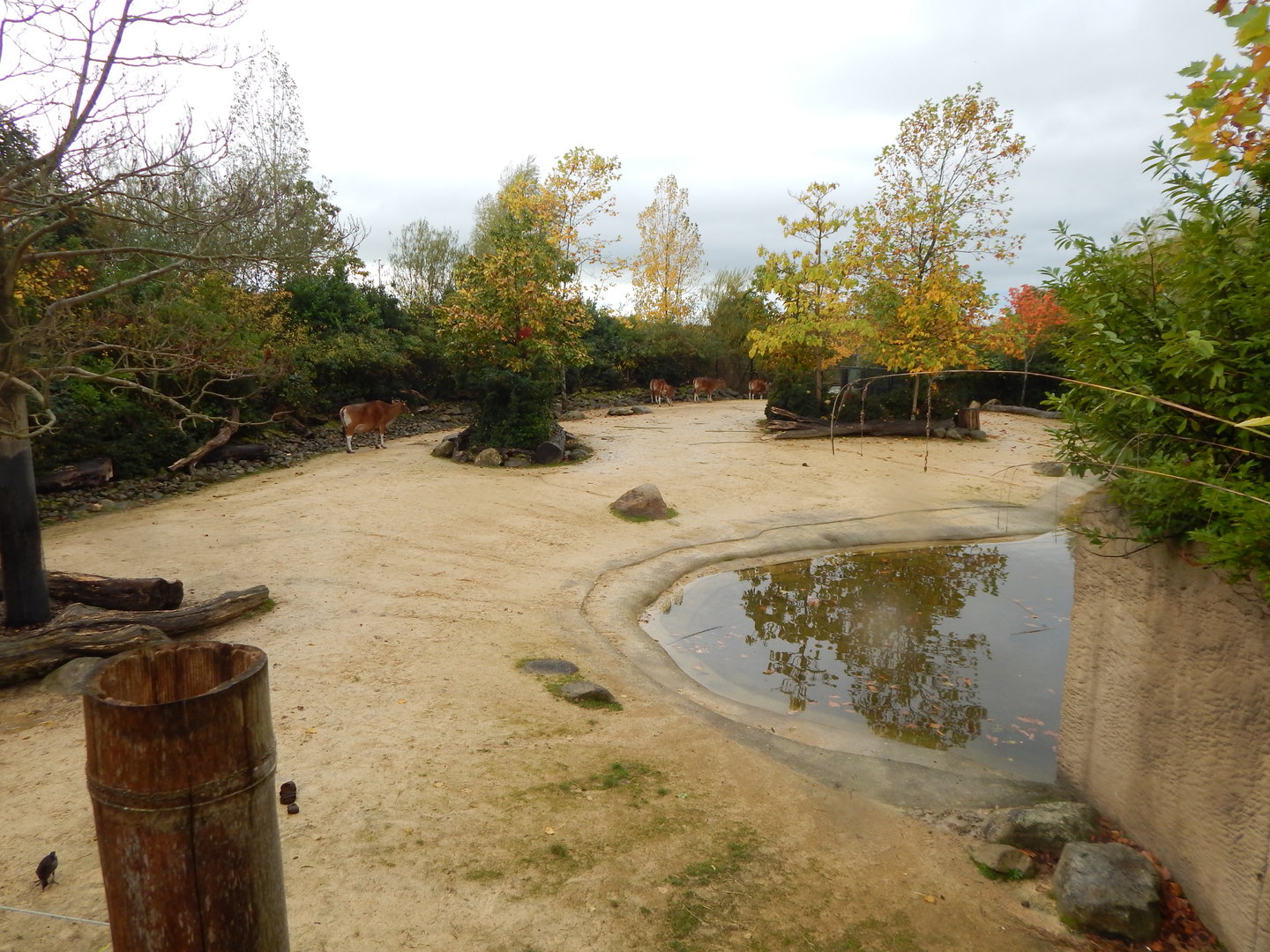 Islands - Javan banteng enclosure 221022