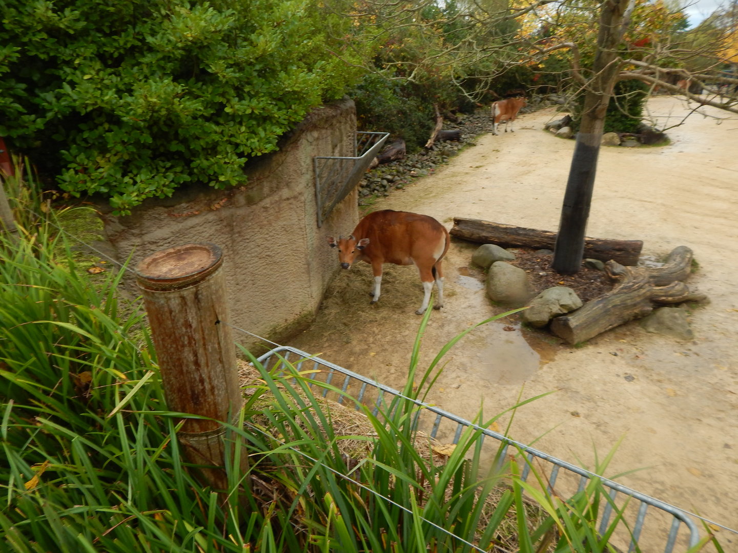 Islands - Javan banteng enclosure 221022
