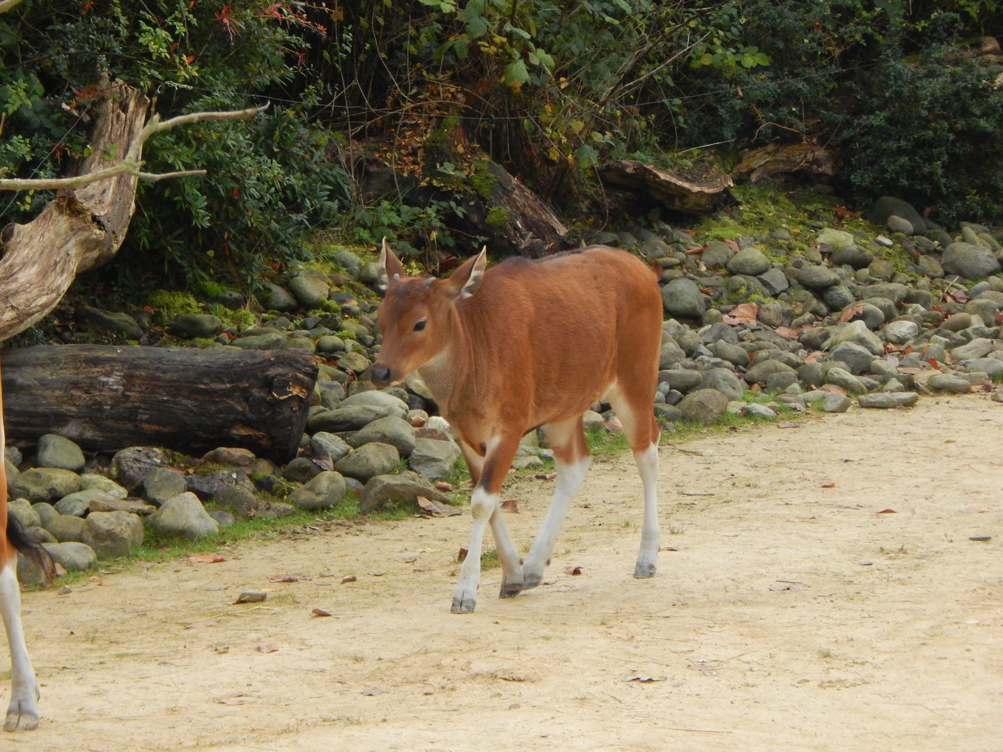 Islands - Javan banteng juvenile 221022