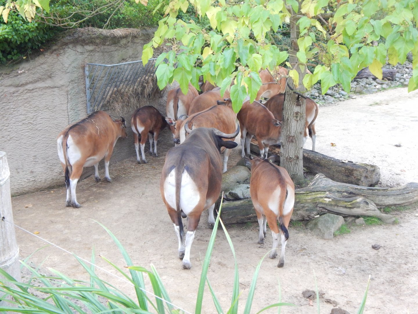 Islands - Javan bantengs 181021