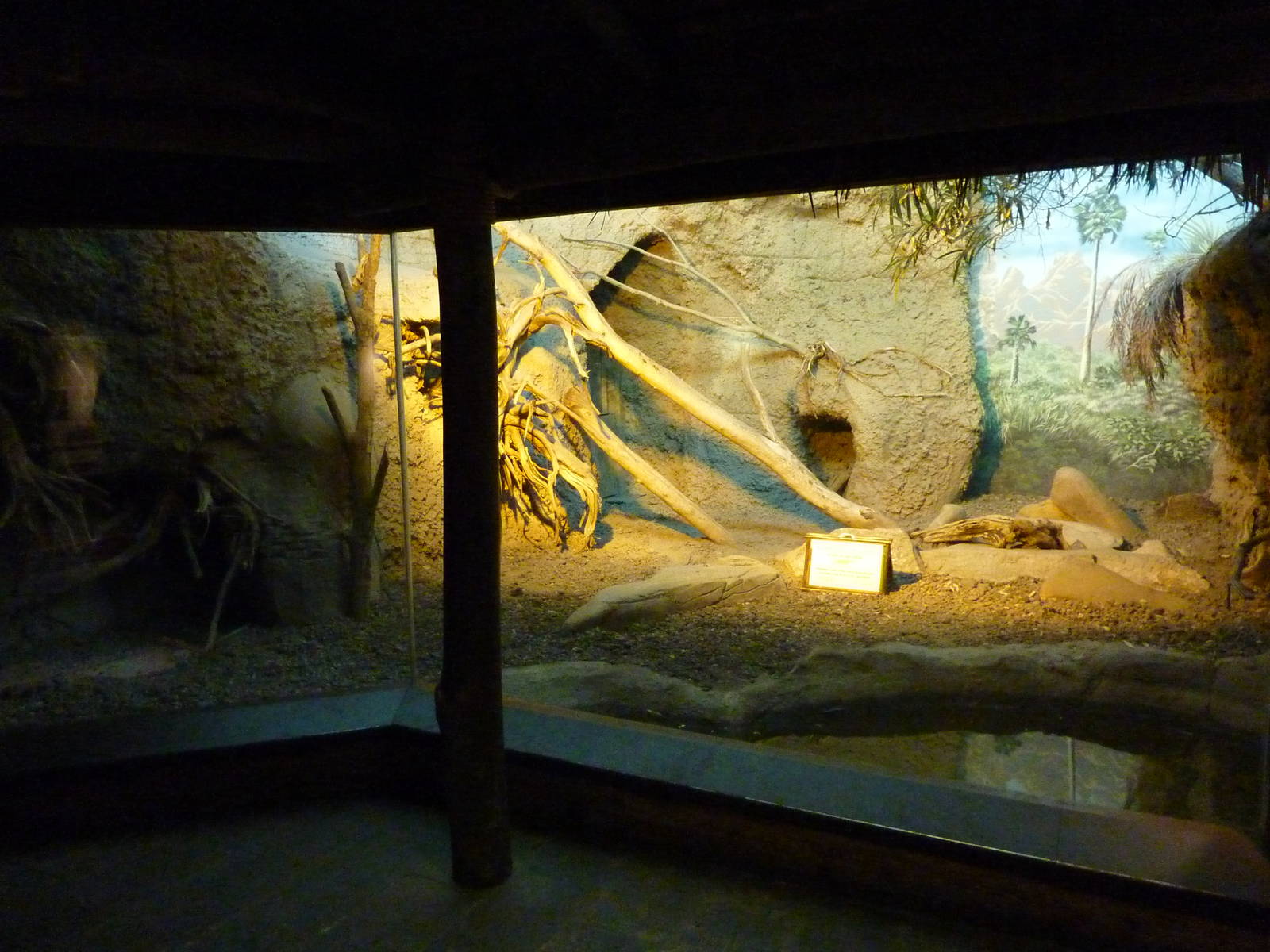 Islands - Komodo Dragon Indoor Exhibit