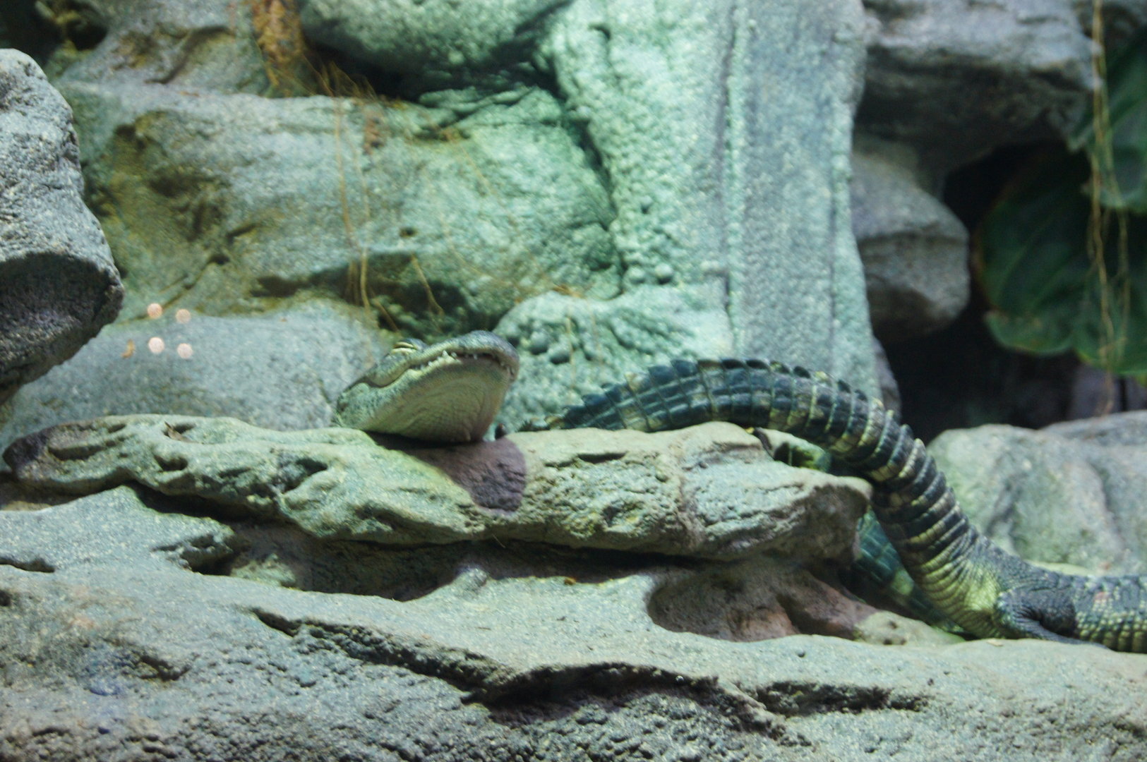 Islands & Lakes - Alligator