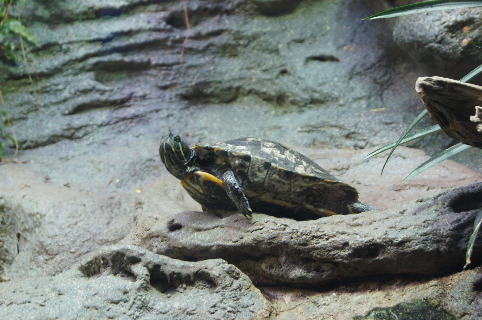 Islands & Lakes - Red-eared slider