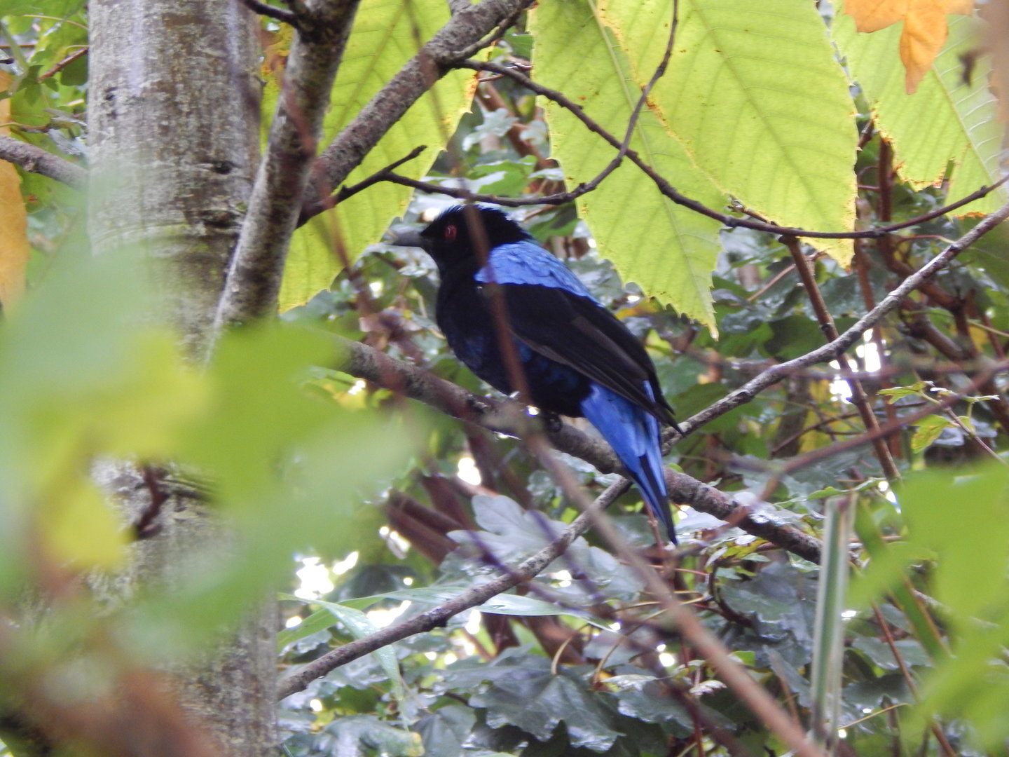 Islands - Larger aviary - Asian fairy-bluebird 221022