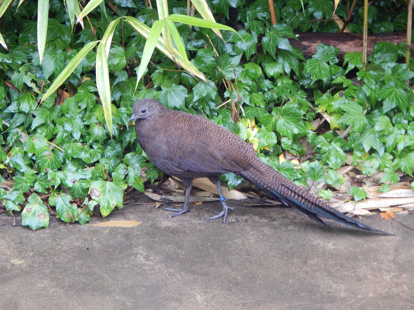 Islands - Larger aviary - Northern Sumatran bronze-tailed peacock pheasant 221022