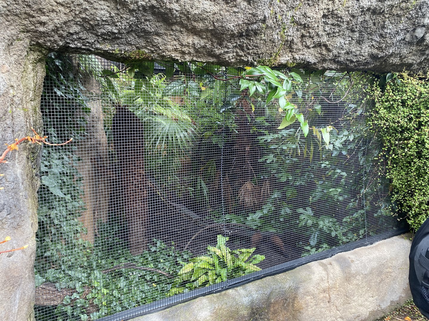 Islands - Larger aviary - Sumatran laughingthrush exhibit 221022