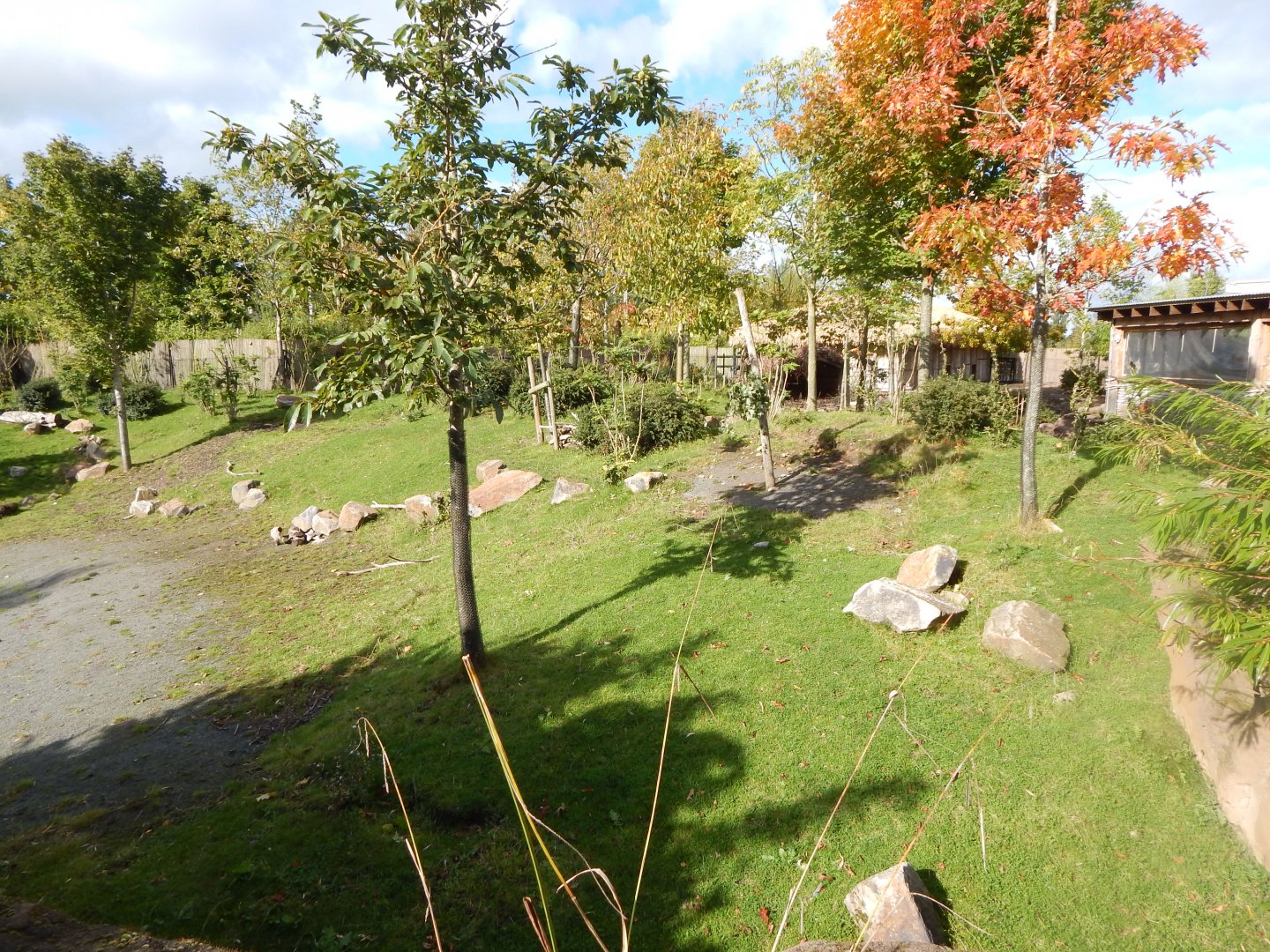 Islands - Lowland anoa enclosure 071020