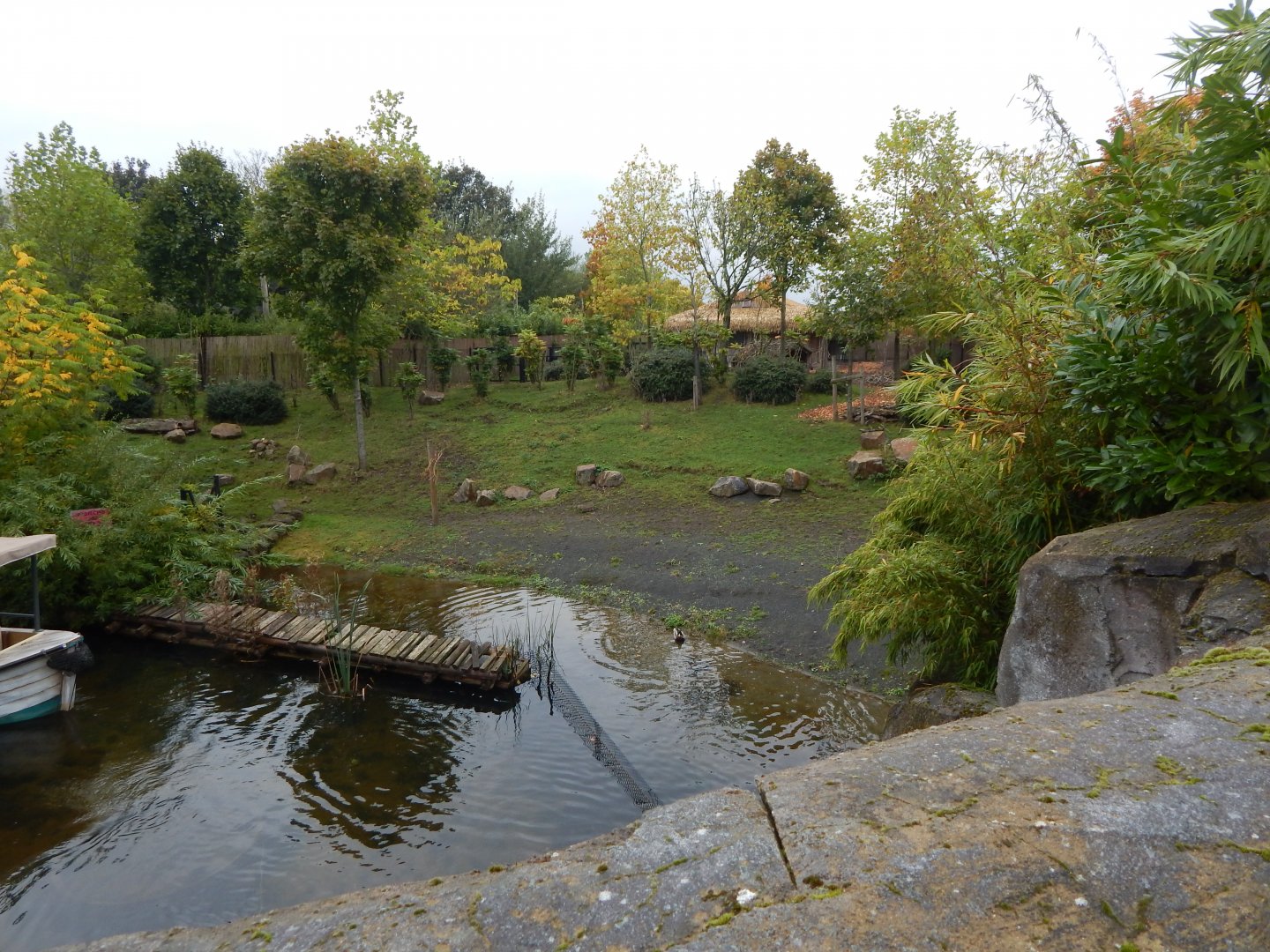 Islands - Lowland anoa exhibit 181021