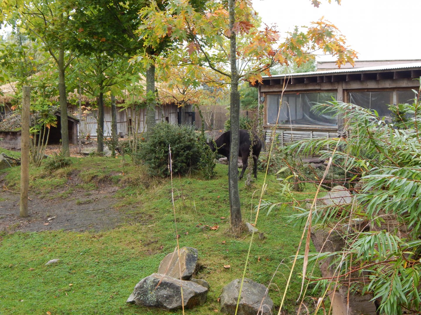 Islands - Lowland anoa exhibit 181021