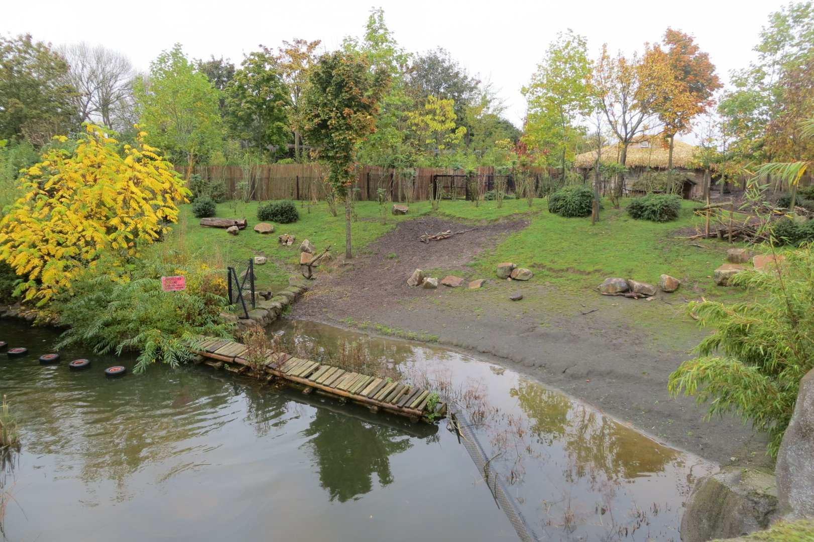 Islands - Lowland anoa exhibit 261019