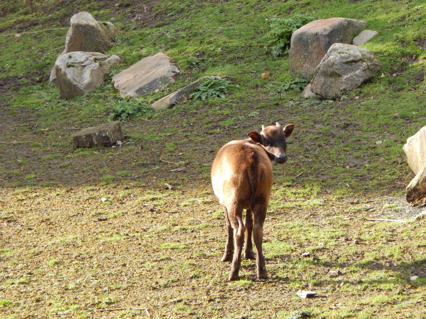 Islands - Lowland anoa juvenile 221022