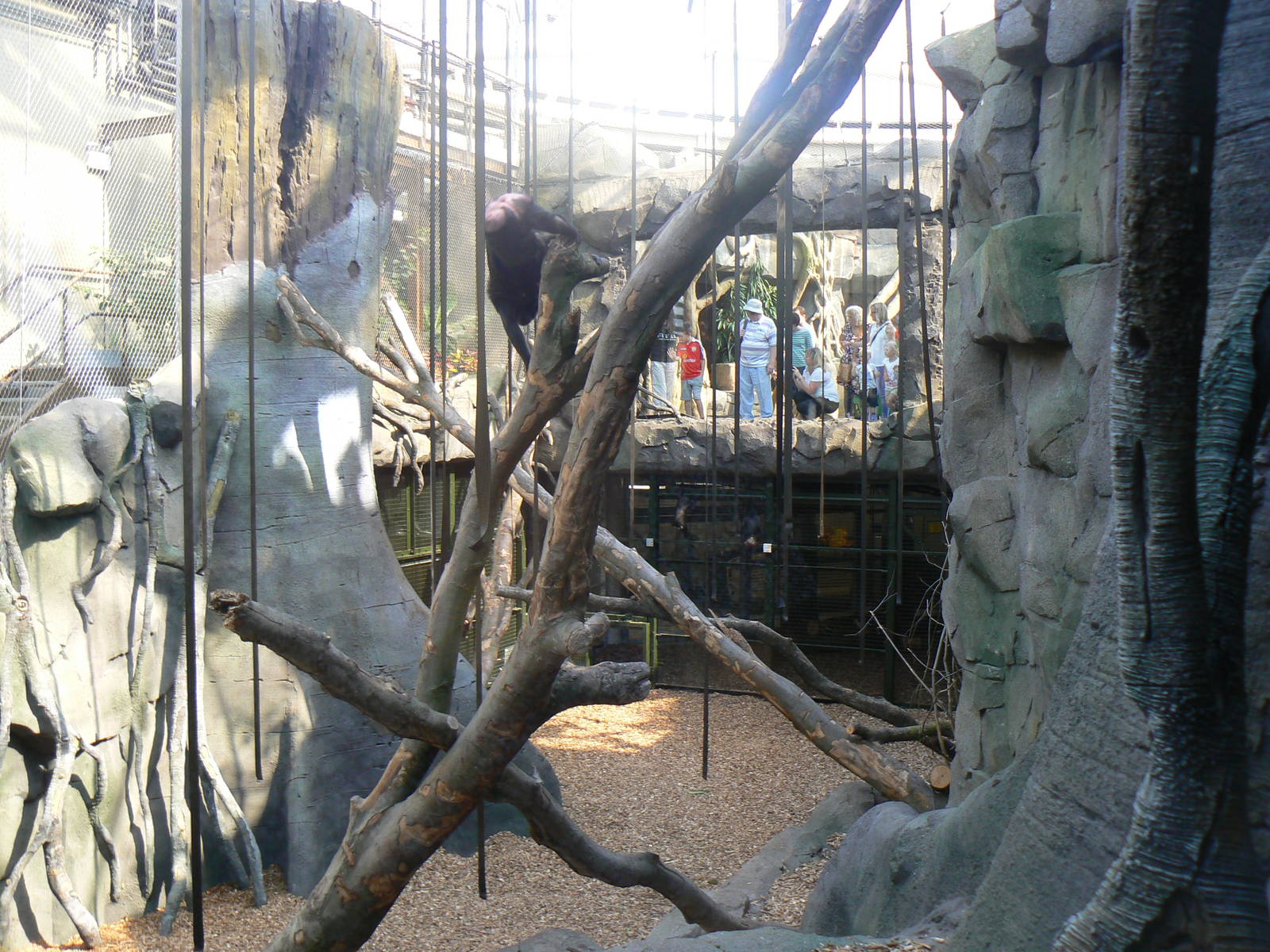 Islands- Macaque Indoors