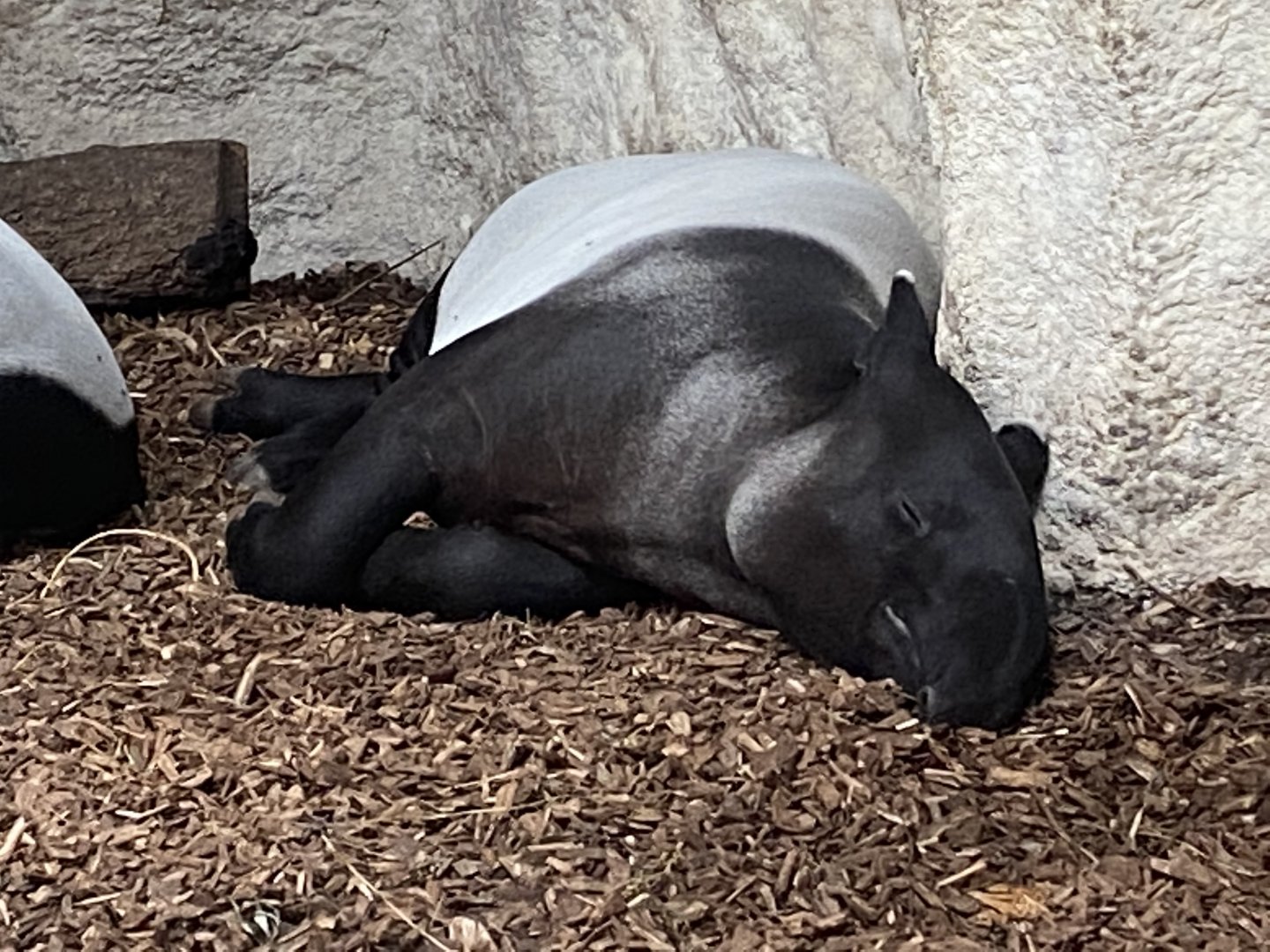Islands - Malayan tapir 071020