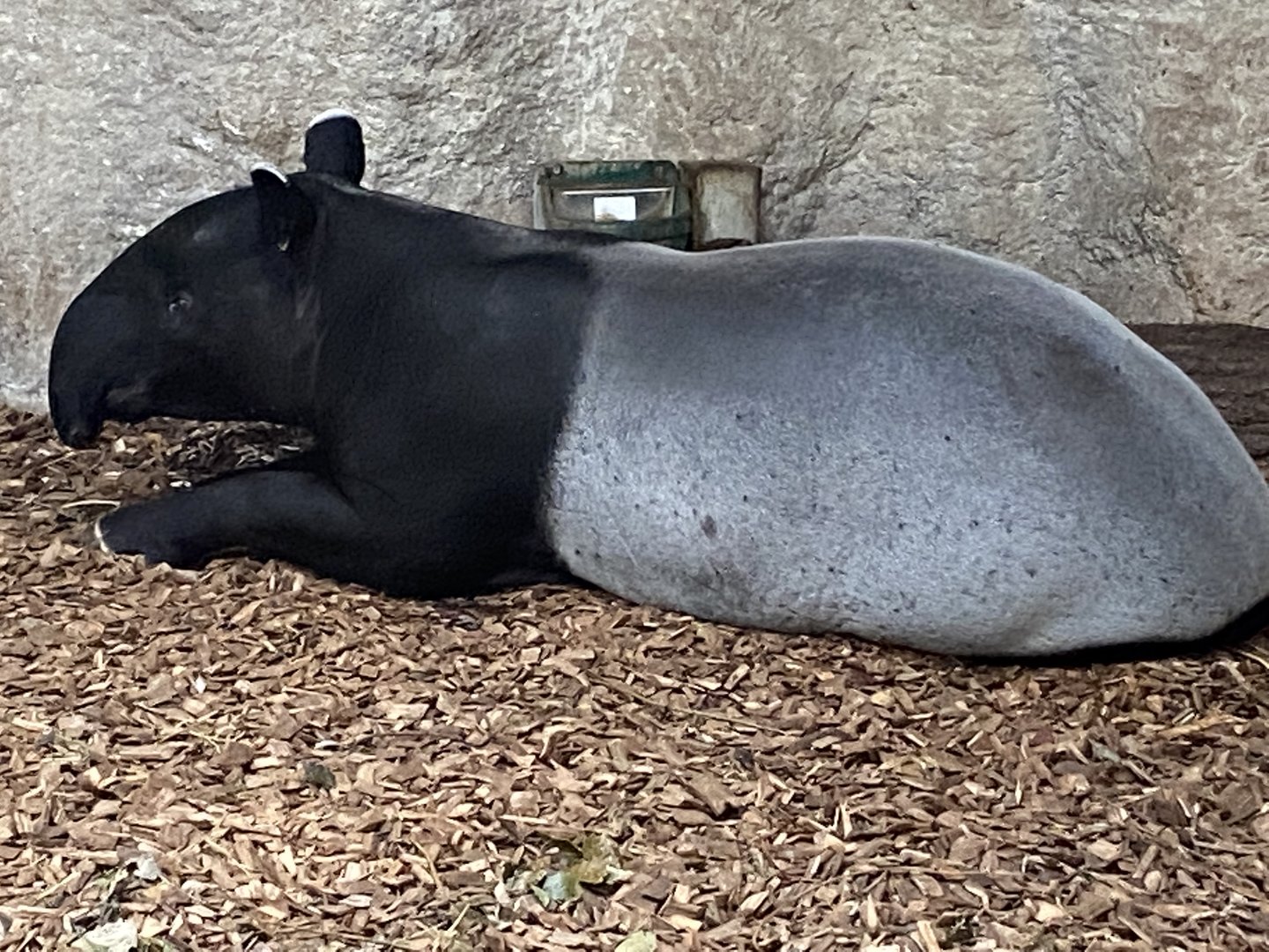 Islands - Malayan tapir 221022