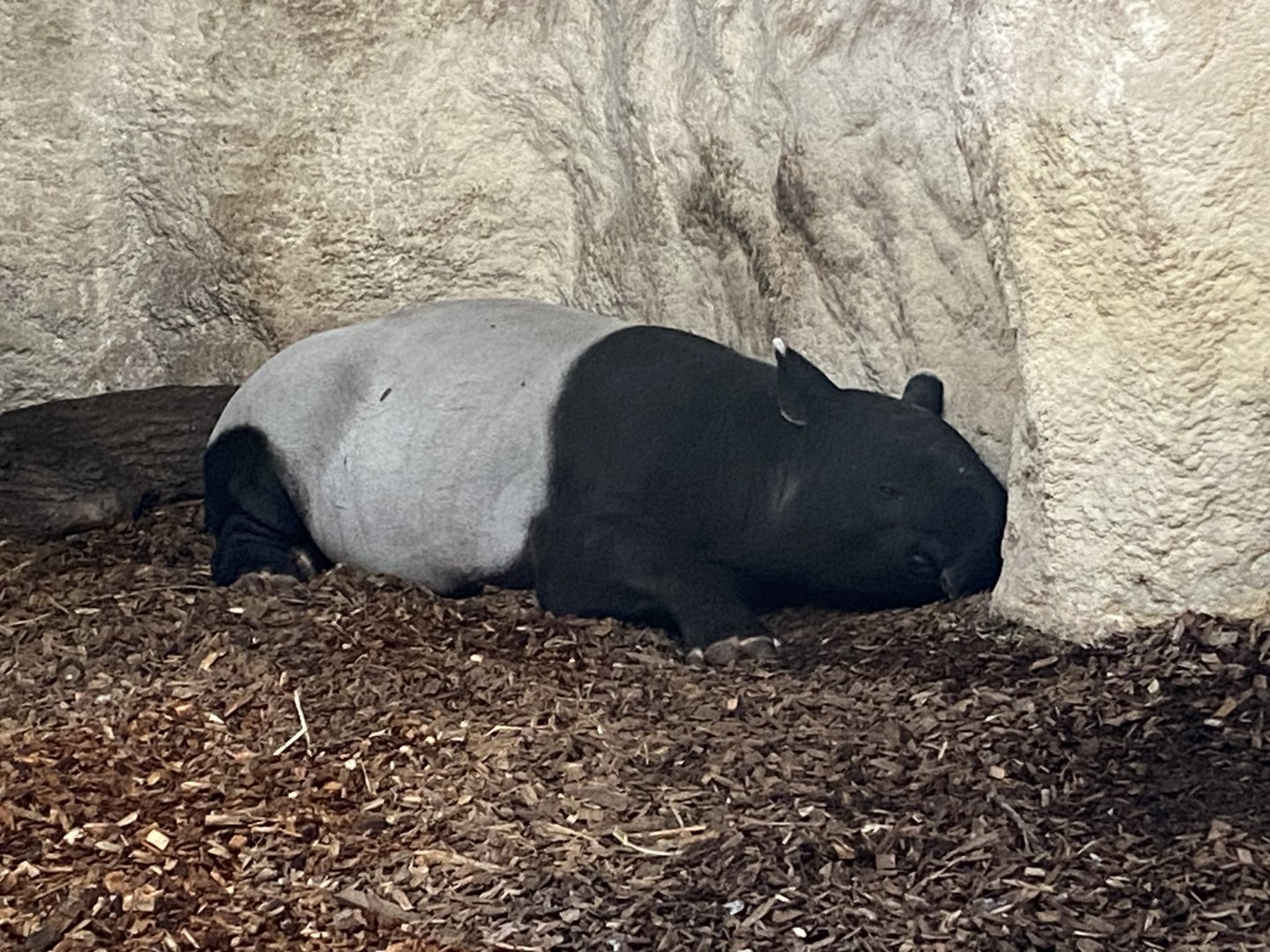 Islands - Malayan tapir 241123