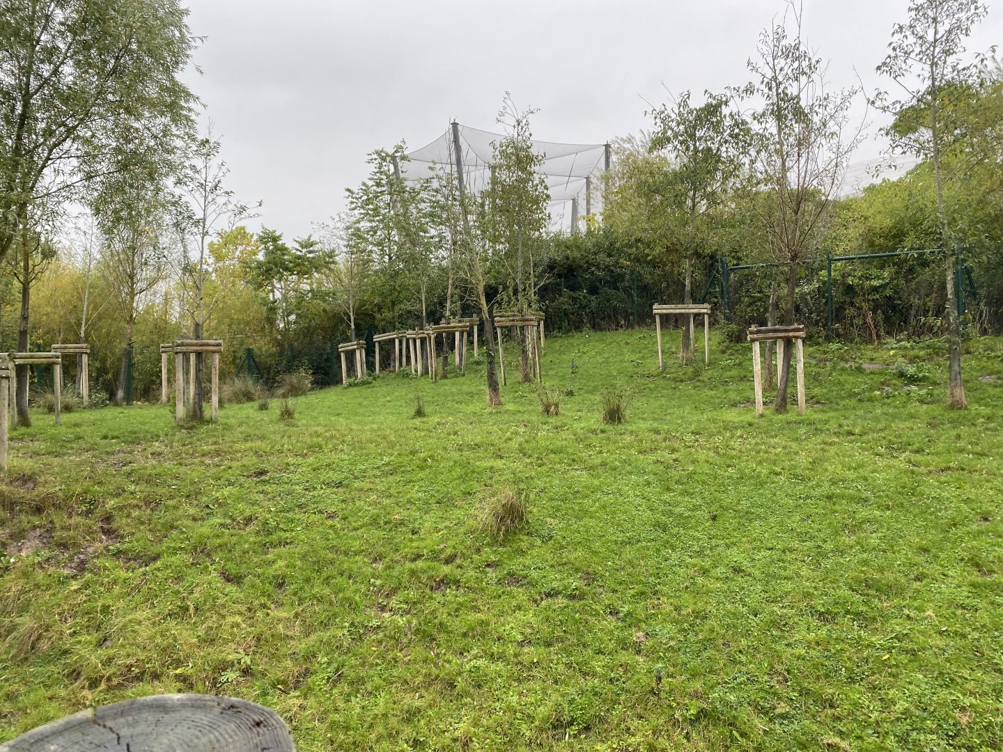 Islands - Malayan tapir enclosure 181021