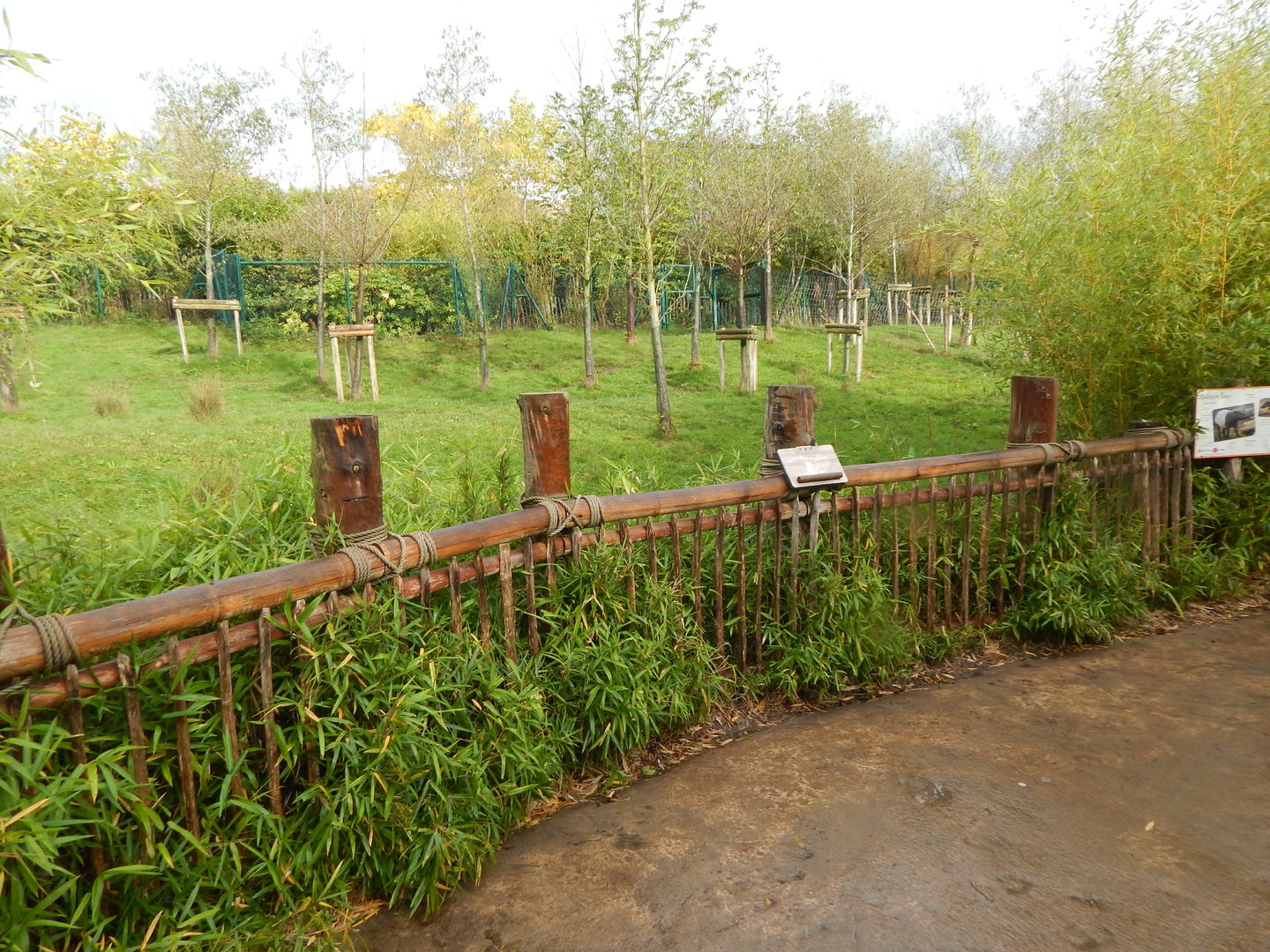 Islands - Malayan tapir enclosure 221022