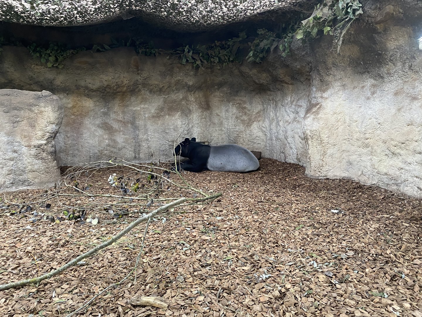 Islands - Malayan tapir enclosure 221022