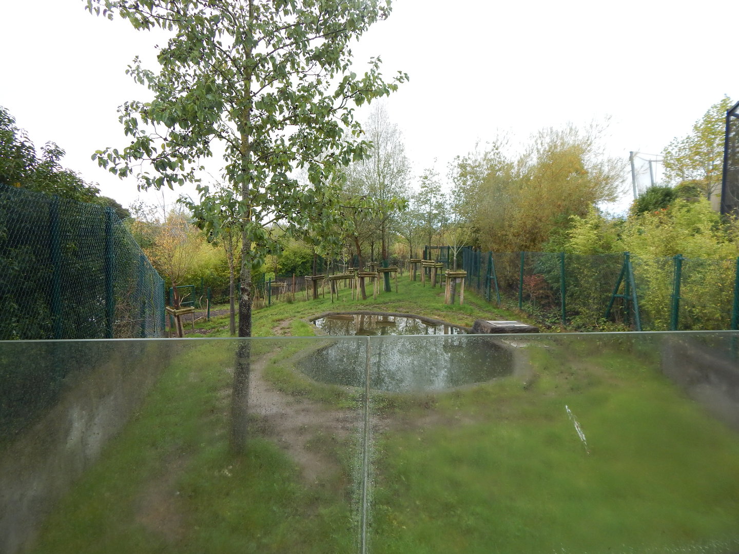 Islands - Malayan tapir enclosure 221022