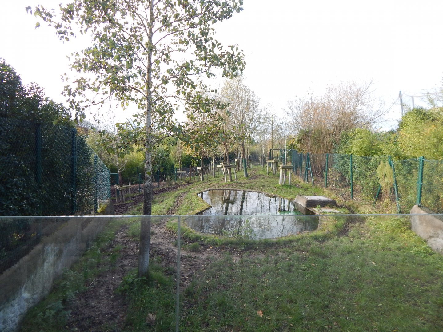 Islands - Malayan tapir enclosure 241123