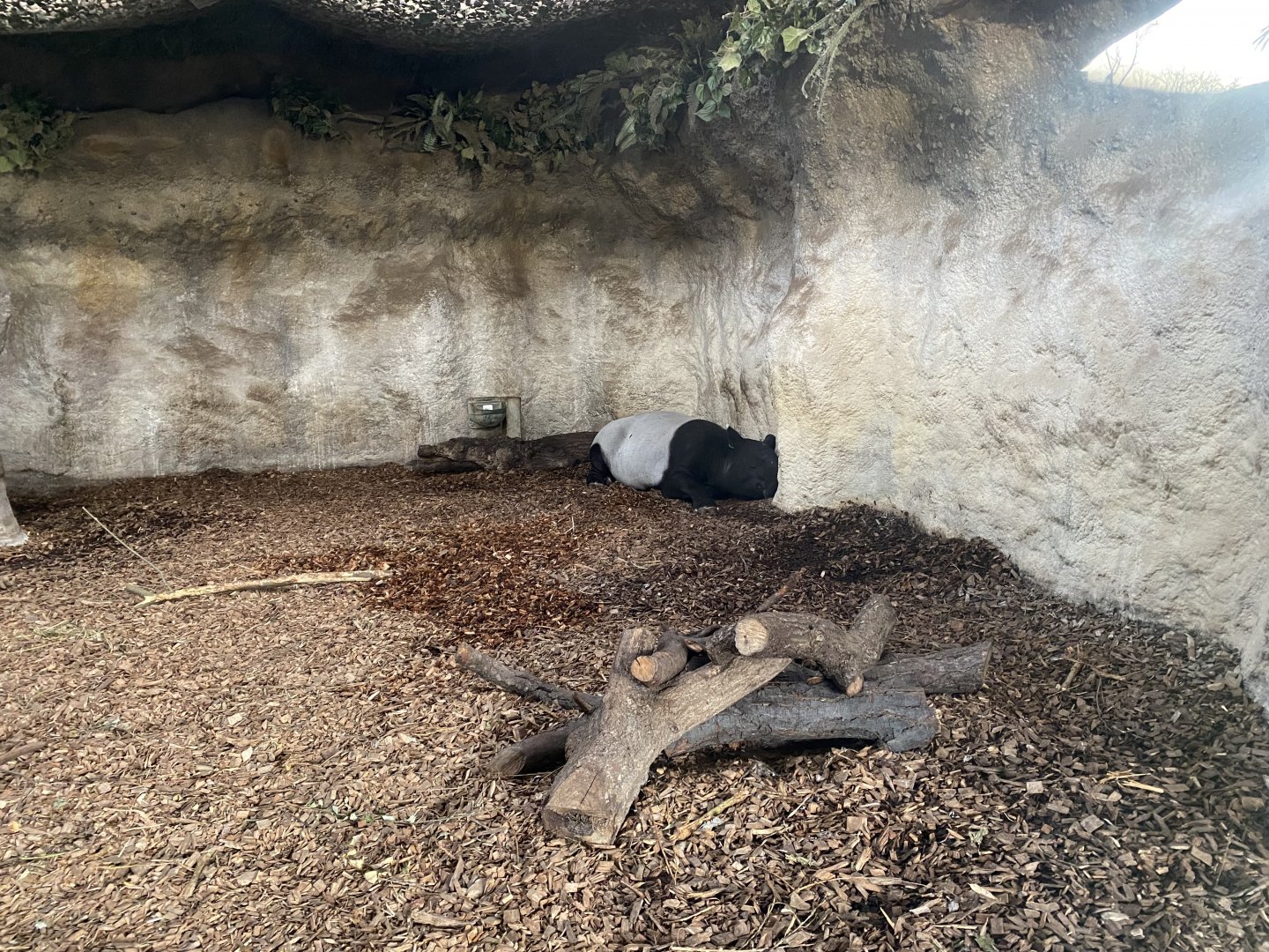 Islands - Malayan tapir indoors 241123