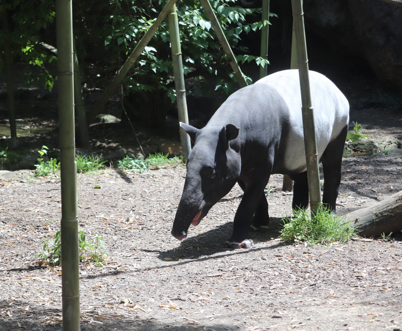 Islands - Malayan Tapir