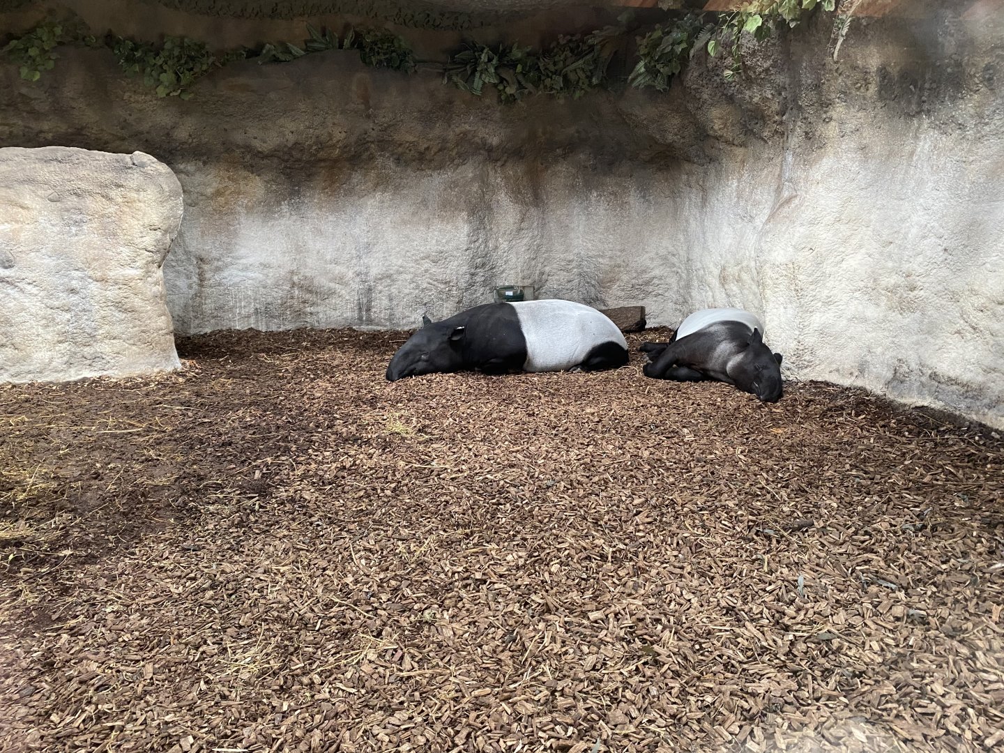 Islands - Malayan tapirs 071020