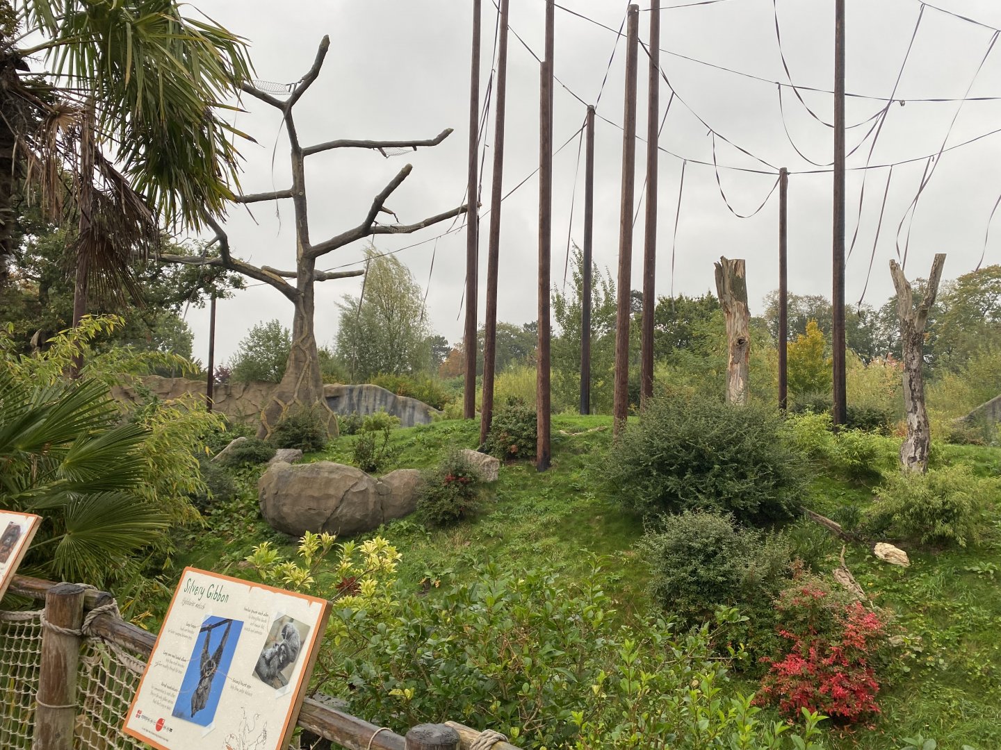 Islands - Moloch/Silvery gibbon enclosure 181021