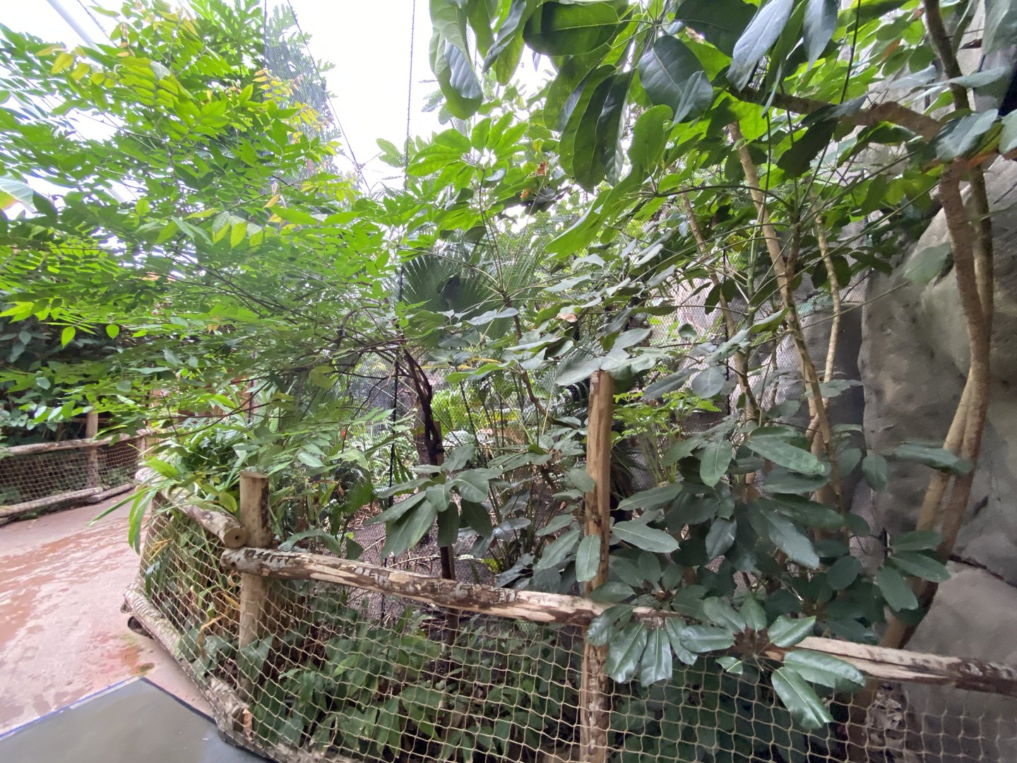 Islands - Monsoon Forest 221022