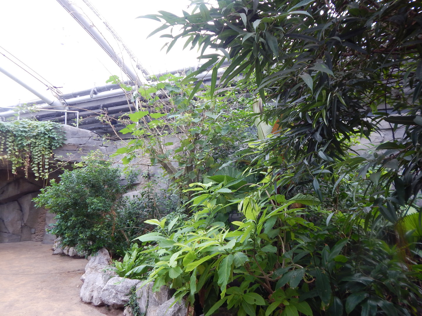 Islands - Monsoon Forest 221022