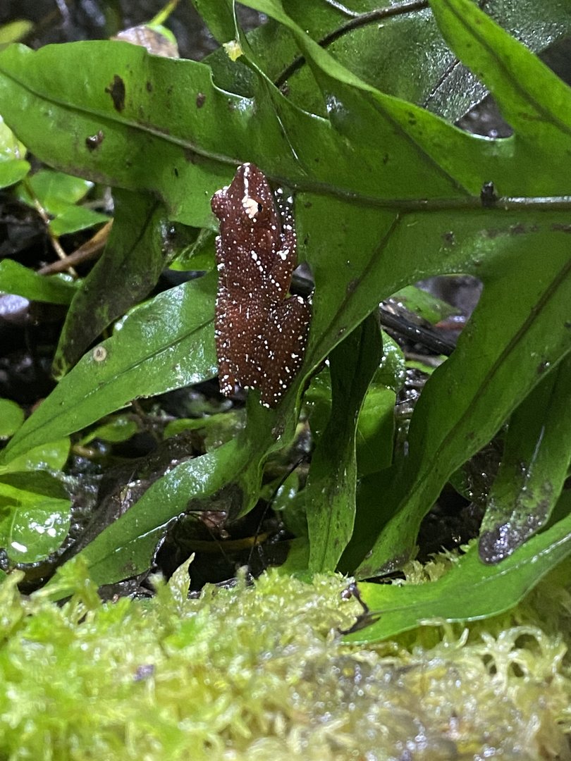Islands - Monsoon Forest - Cinnamon frog 221022