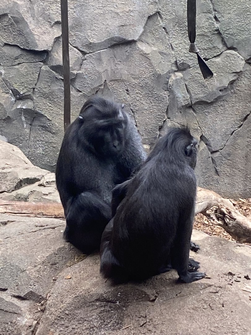 Islands - Monsoon Forest - Crested black macaque 221022