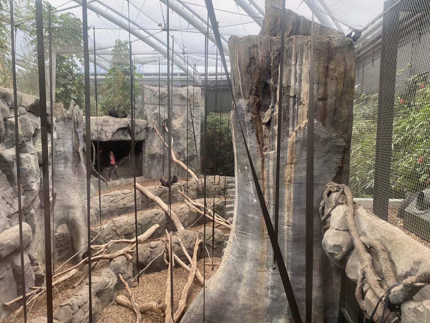 Islands - Monsoon Forest - Crested black macaque exhibit 221022