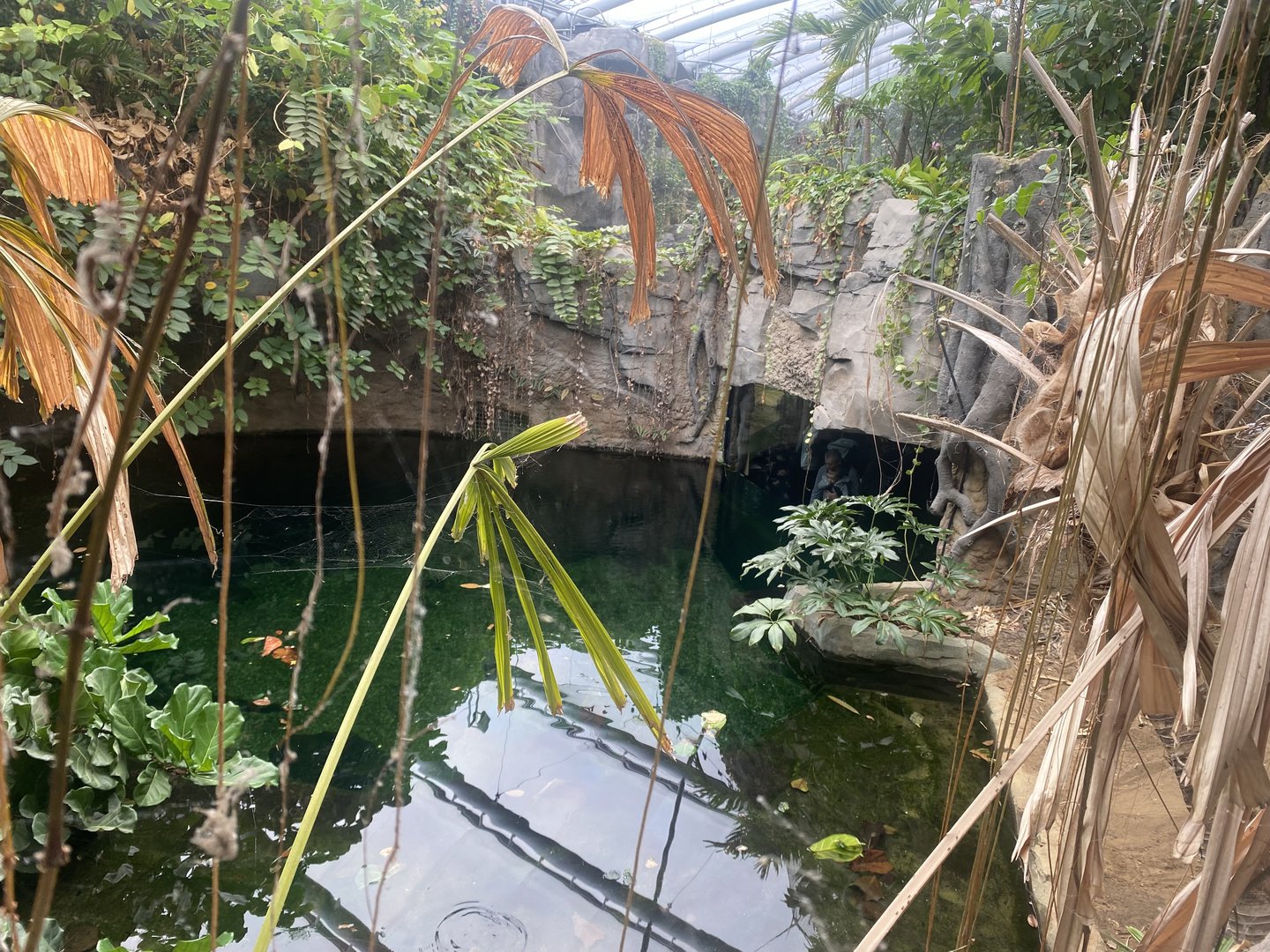 Islands - Monsoon Forest - False gharial exhibit 221022