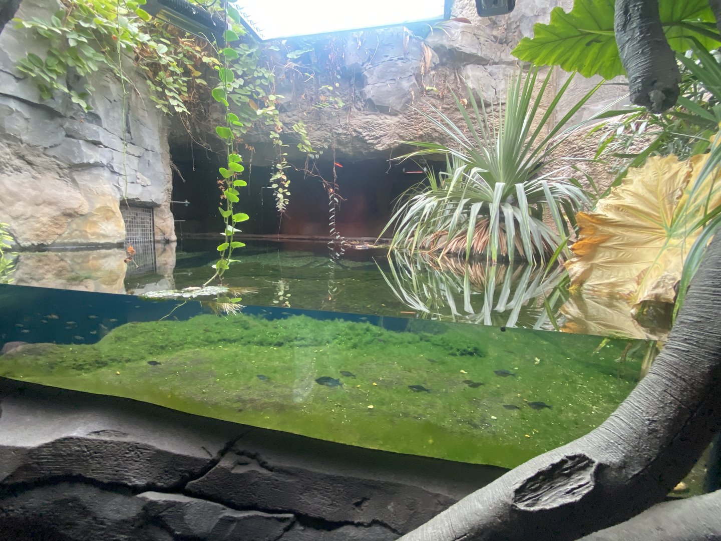 Islands - Monsoon Forest - False gharial exhibit 221022