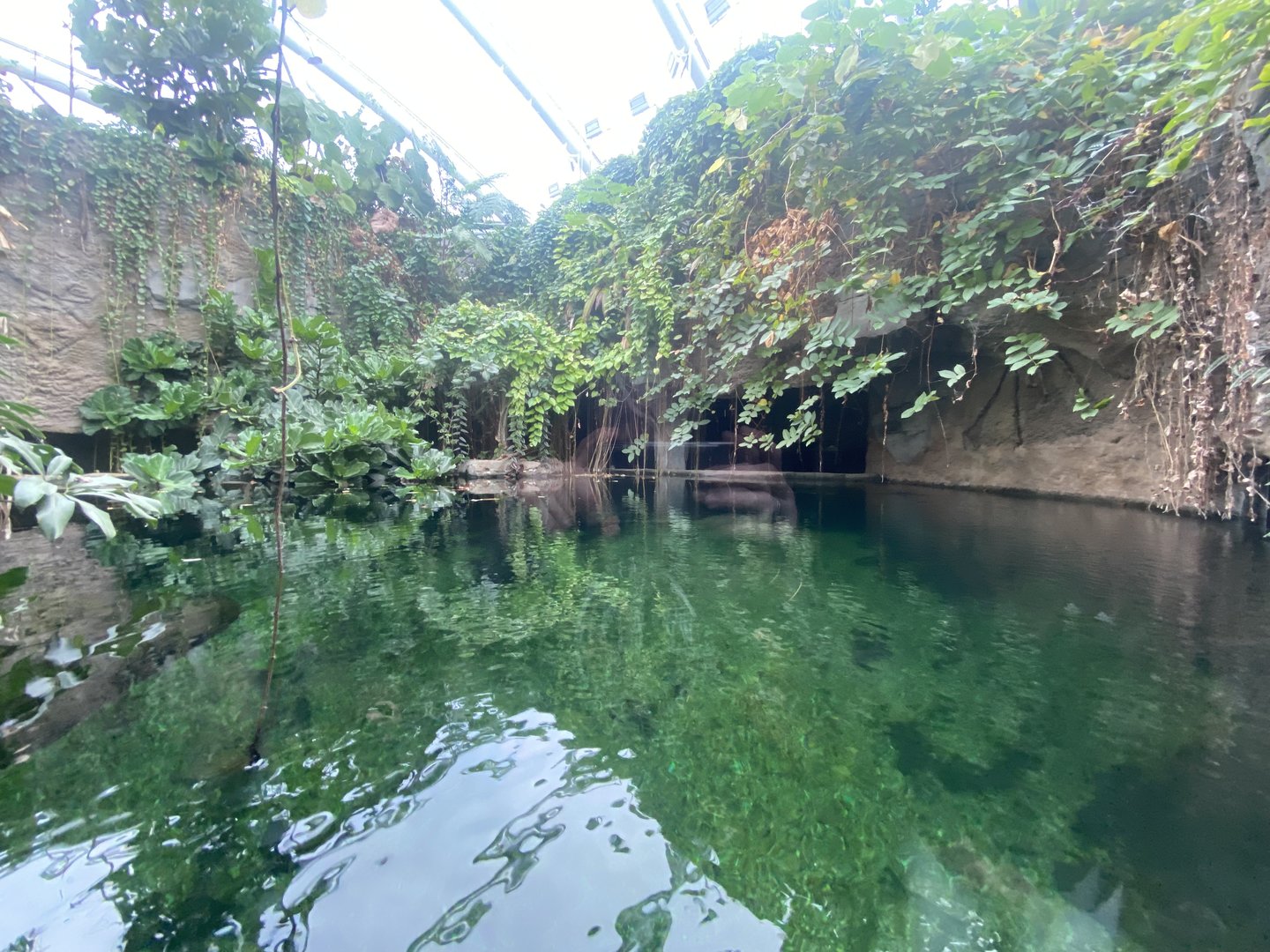 Islands - Monsoon Forest - False gharial exhibit 221022