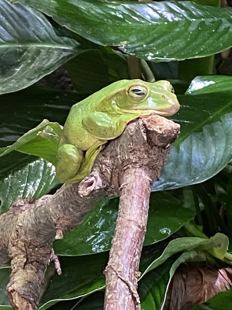 Islands - Monsoon Forest - Fea's treefrog 221022