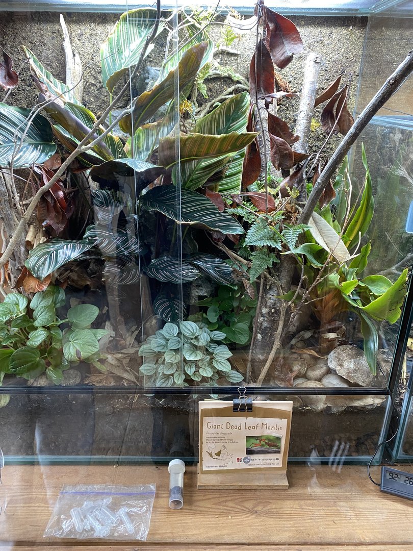 Islands - Monsoon Forest - Giant dead leaf mantis exhibit 221022