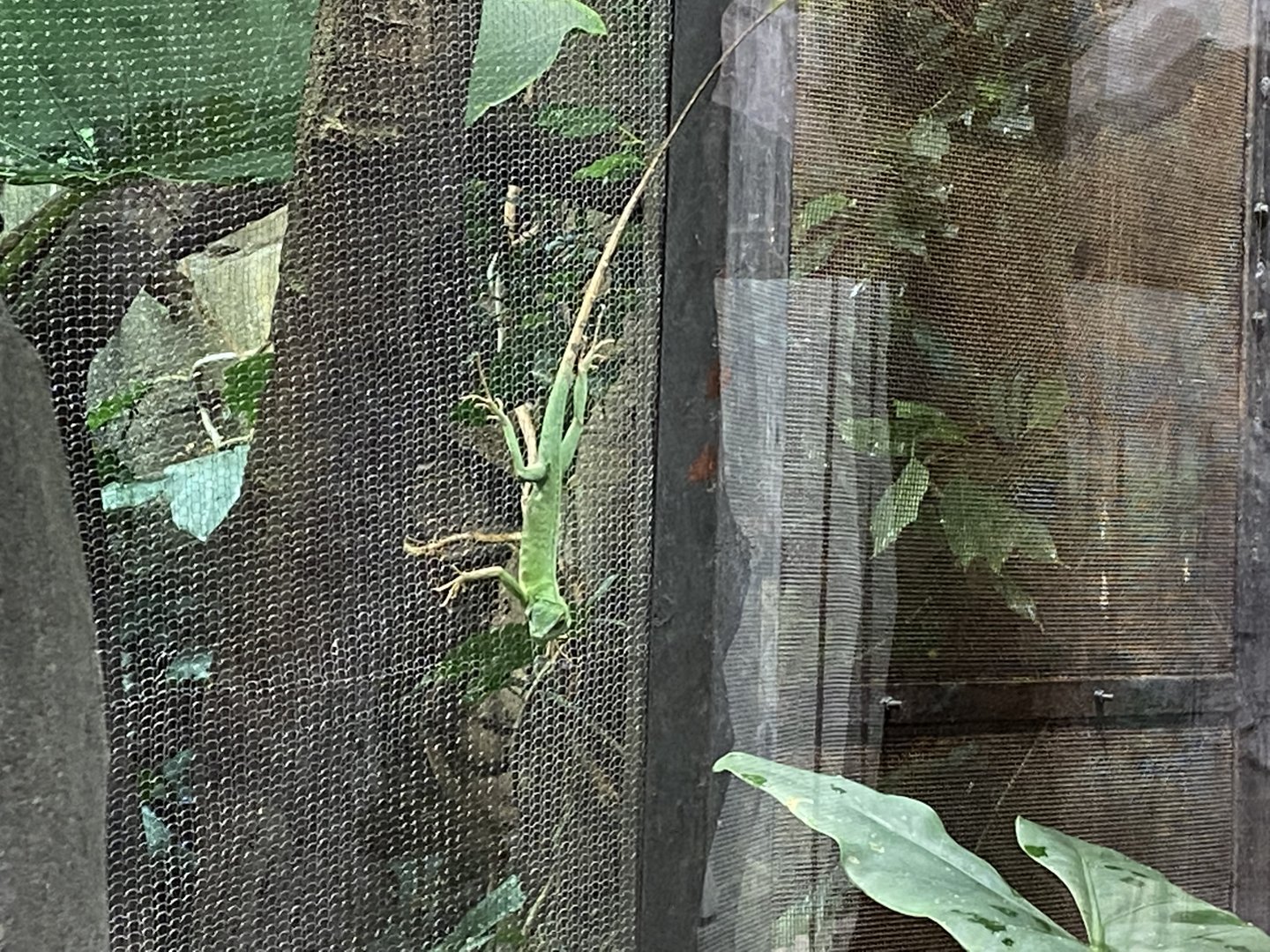 Islands - Monsoon Forest - Green crested lizard 221022