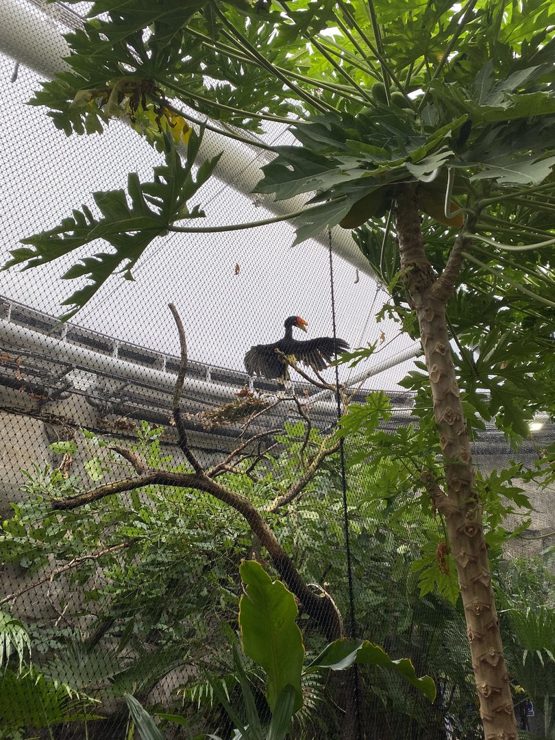 Islands - Monsoon Forest - Javan rhinoceros hornbill aviary 221022
