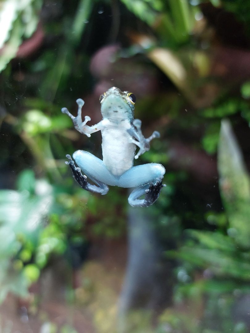 Islands - Monsoon Forest - Little rock frog 221022