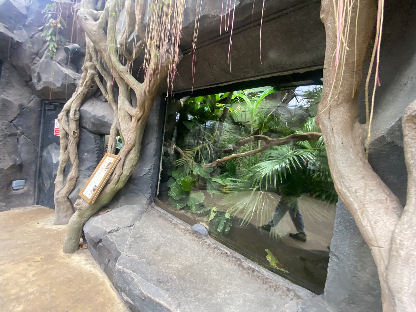 Islands - Monsoon Forest - Quince monitor exhibit 221022