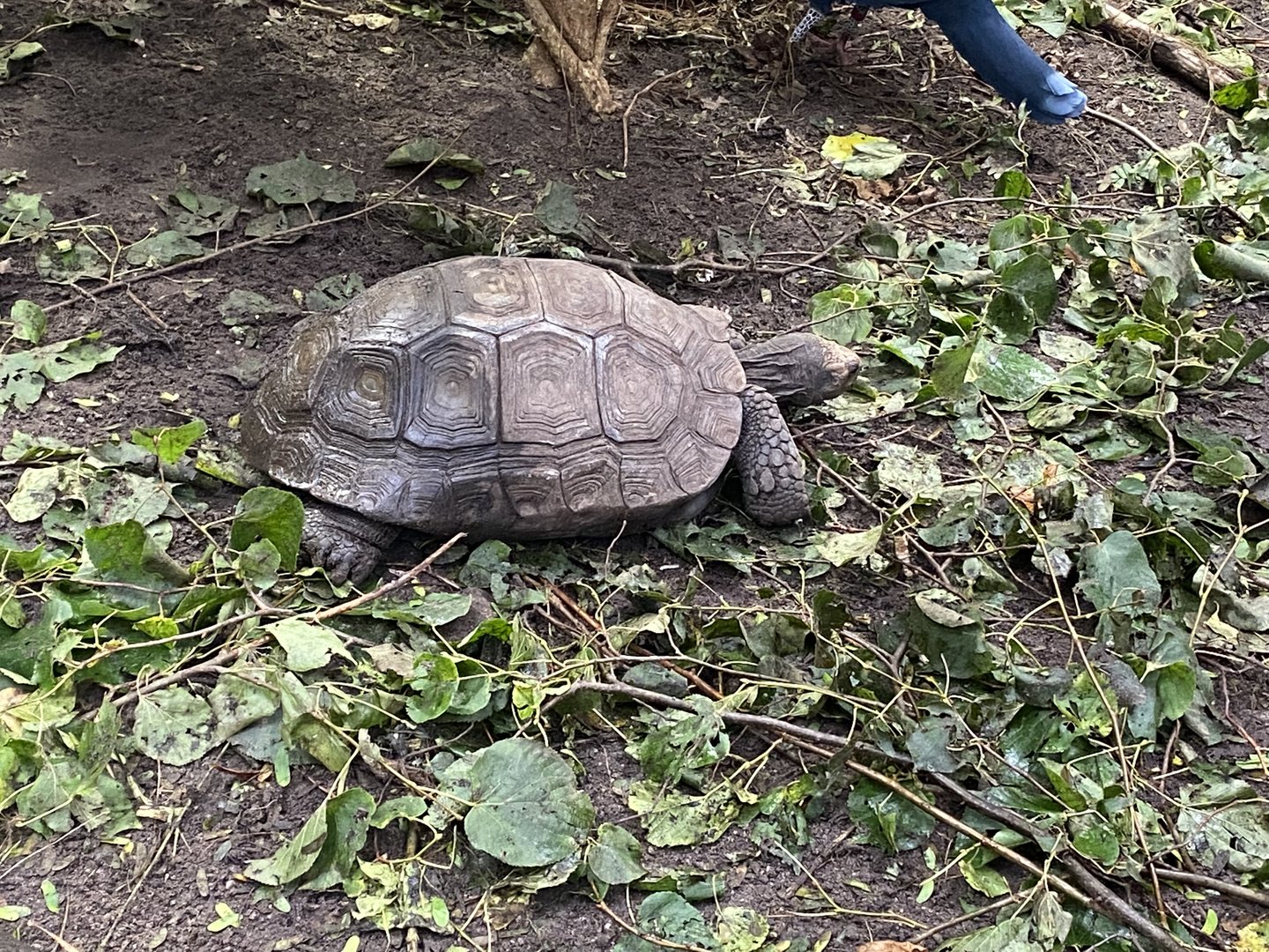 Islands - Monsoon Forest - Southern brown tortoise 221022